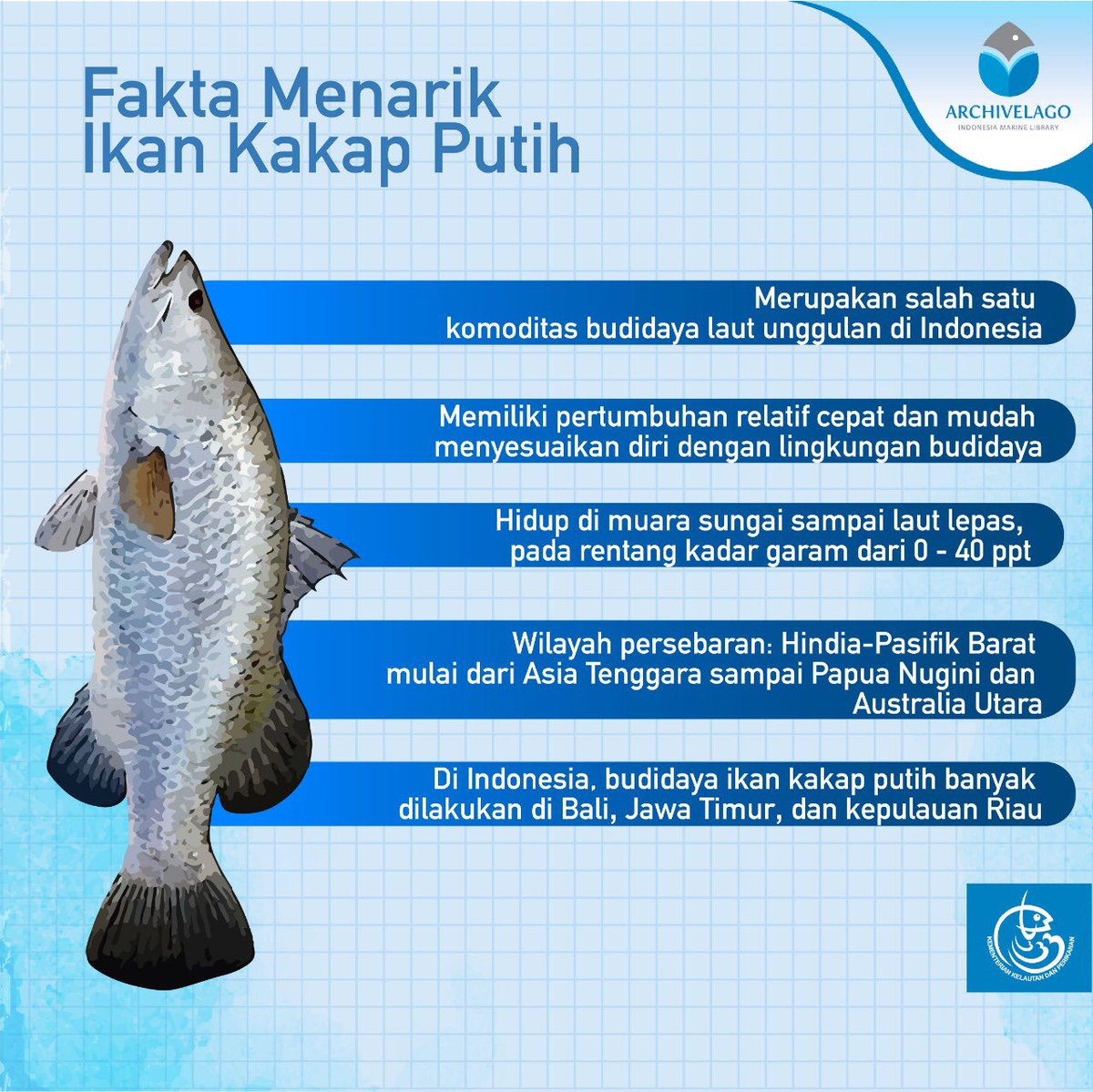 PERPUSKKP's tweet photo. Nah, #PemustakaBahari tentu tahu dong jika kakap putih menjadi salah satu primadona perikanan budidaya 👏🏻. Yuk kita kenalan lebih dalam sama si kakap putih!
Selengkapnya cek pada infografis dibawah ini 👇🏻
#ArchPedia https://t.co/yzUaaU79qW