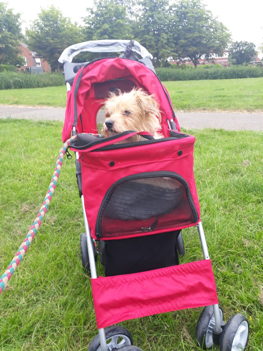 OllyRusell's tweet photo. Boo in her new wheels! https://t.co/fQsw7MMu3y