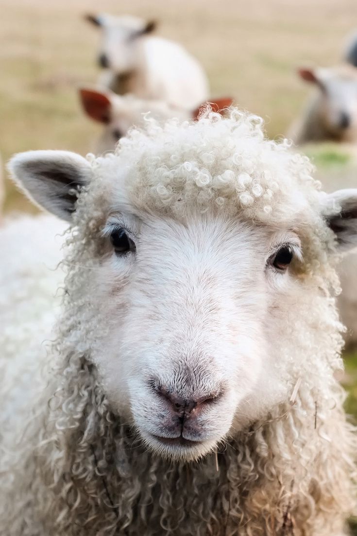 Beautiful landscape, lots of sheep and Barbara Terpoorten. That's THE WEIGHT OF THE LAND and you can be part of it! Be part of our journey and check out our KICKSTARTER!

CHECK OUT OUR KICKSTARTER
 kickstarter.com/projects/thewe… 

#theweightoftheland #filmmaking
