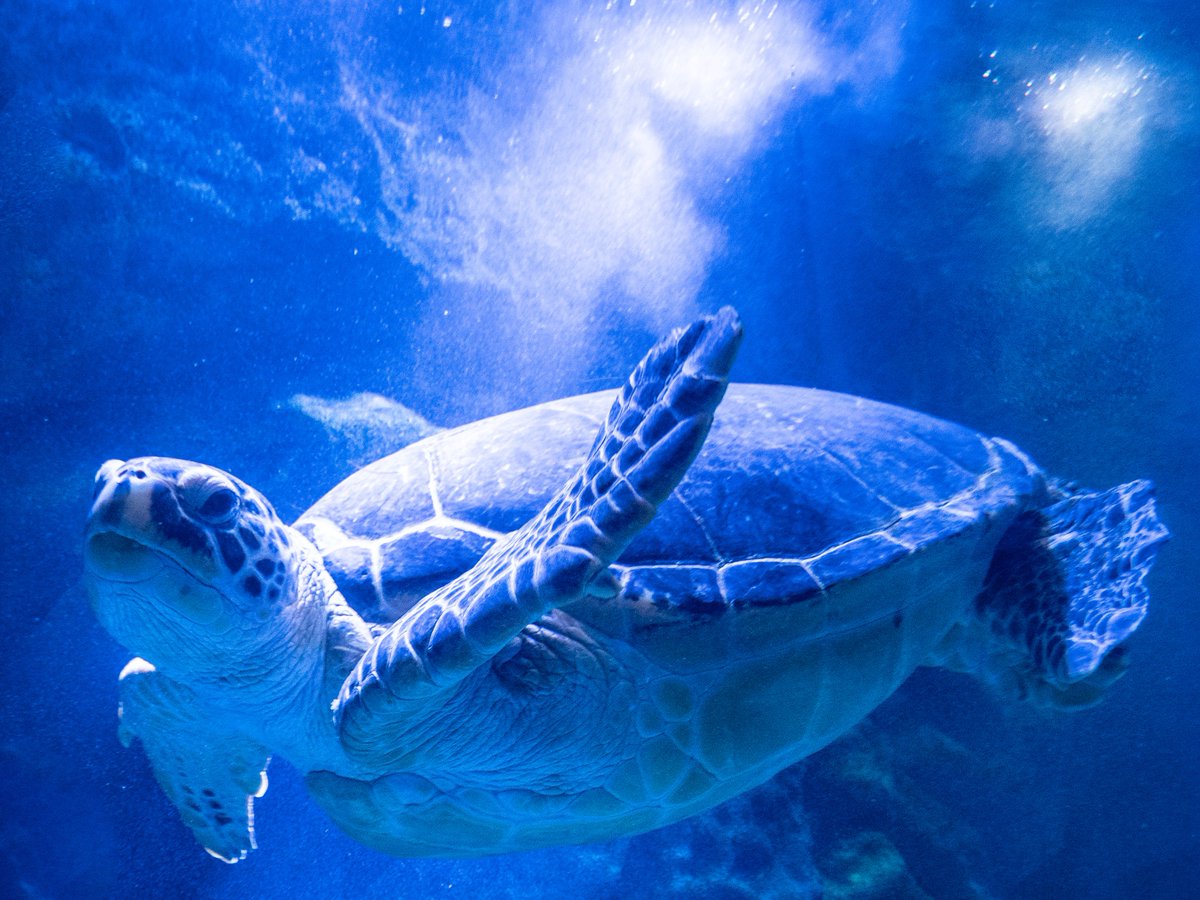 進行豹 10 3 レヱル ロマネスク 蓄音レヱル 10 30 まいてつ Last Run フリー写真 こないだ水族館で環境音の録音の練習してきたときに録ったウミガメの写真がわたくしてきにはすごくよく撮れたので フリー写真として公開いたします 商用