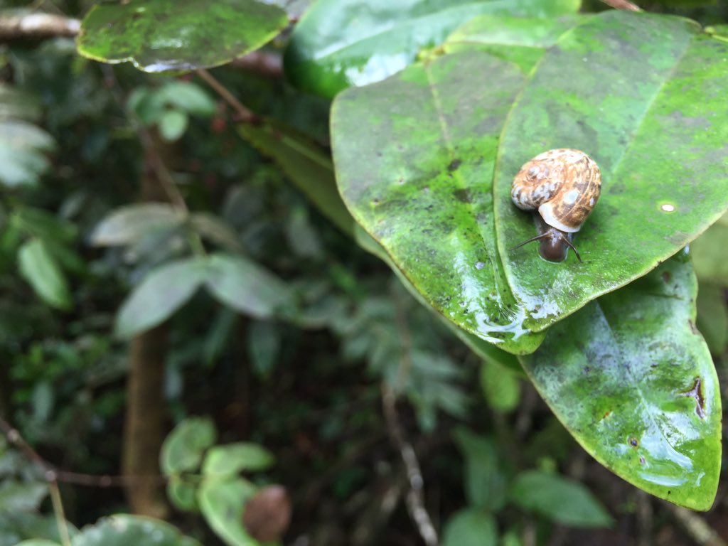 bijoyv's tweet image. Slow monsoon. Slow life.
Agumbe feels.
#Monsoon2019 #MonsoonTravels