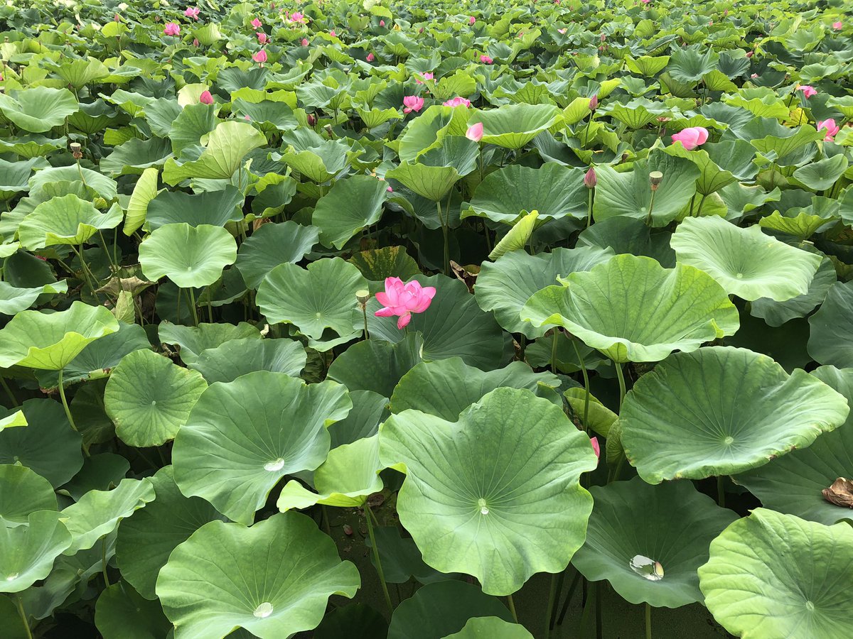 tomochin666's tweet photo. 「蓮の花よ」AMATSUSHIMAより
立田村(現・愛西市)に蓮の花を見に行っていました✨
たった村(…昔はこんなふうに呼んでなかった?)の名産はレンコン。実は初めて見た!(笑)
久しぶりにたくパンダと❤
#sacra #AMATSUSHIMA #海部津島 #立田村 https://t.co/q4DQCQClrr