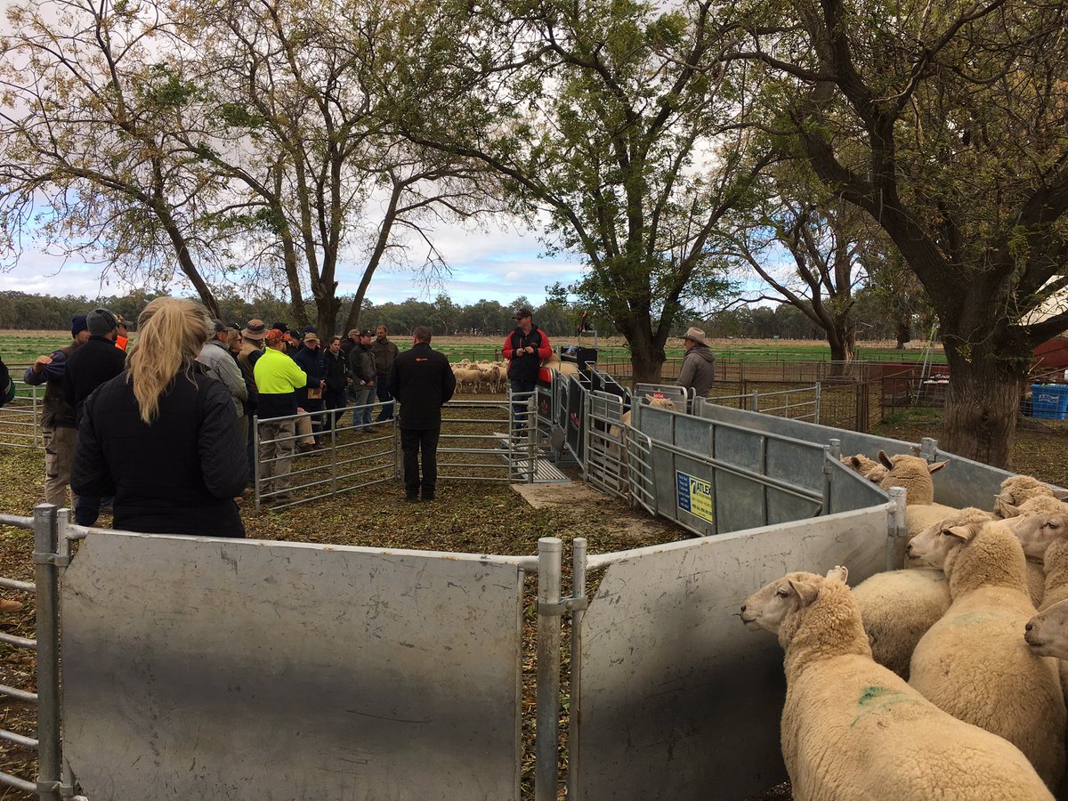bearddj1's tweet photo. Landmark Forbes Combi Clamp and Performance Recording Day. A great turnout from growers on very cold day. Big thanks to Tom Michael &amp; Wendy Green for hosting and big than you to Combi Clamps Brendon@gallagher and wal@allflex #gallagher #allfex #combiclamp @LMKForbesAgro https://t.co/uJiI5yZZE5