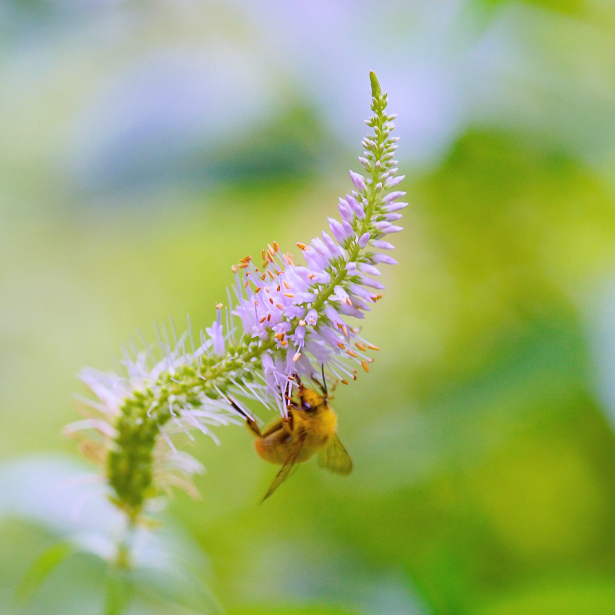 🌾🐝 ✾✼
.
196/365 · 2019
.
Location：#彫刻の森美術館 #hakone #kanagawa 
.
cathurine正在聽🎧：Senorita / Shawn Mendes, Camila Cabello
.
————————————
🐝 #蜜蜂 #花マクロ部 #blossoms #thehakoneopenairmuseum #bns_lite #meiko_softflowers #lovery_airy_ #airyphoto 🐝
————————————