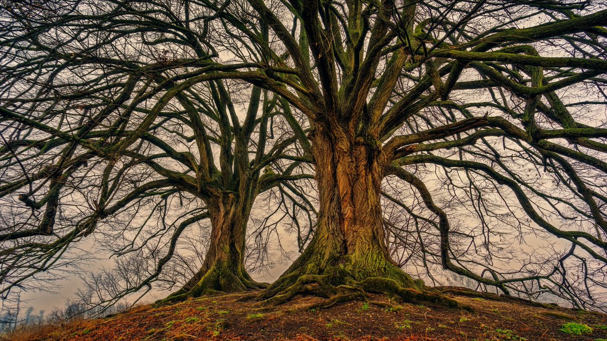AnneDerytha's tweet image. A tree with strong roots laughs at storms. When you know who You are, nothing can shake you.
#bedifferentbeyou #MondayMotivation