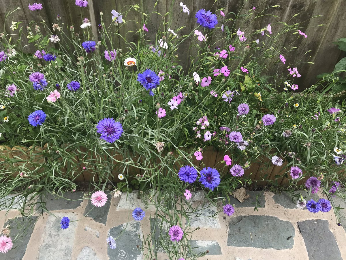 RunningHare's tweet photo. Delighted with the beautiful show put on in our wildflower seeded border 🐝🌻🐞🌿💕 https://t.co/aQNY0ChZss