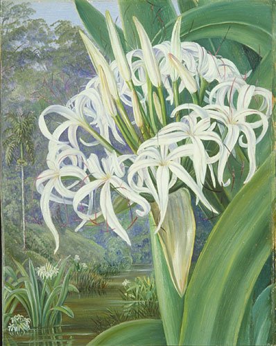 At Kew, the Marianne North gallery is tucked away in a leafy corner. It's rather like a TARDIS, however, containing the 848 paintings she donated to Kew, including the four specimens named after her.  Incredible!  One of them, the Crinum Northiana, is below!