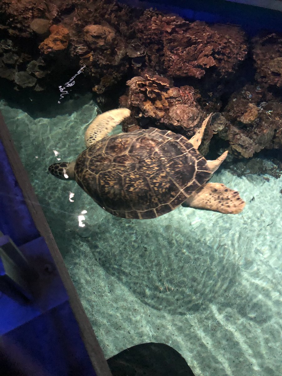 MrsTLLarkin's tweet photo. .what does a science teacher do when away at training for 2 weeks and has the weekend to relax? MORE SCIENCE Duhhhhhh trip to the National Aquarium Inner Harbor Baltimore was great! #ifoundnemo ππππππ https://t.co/GXj3J9Fwmv