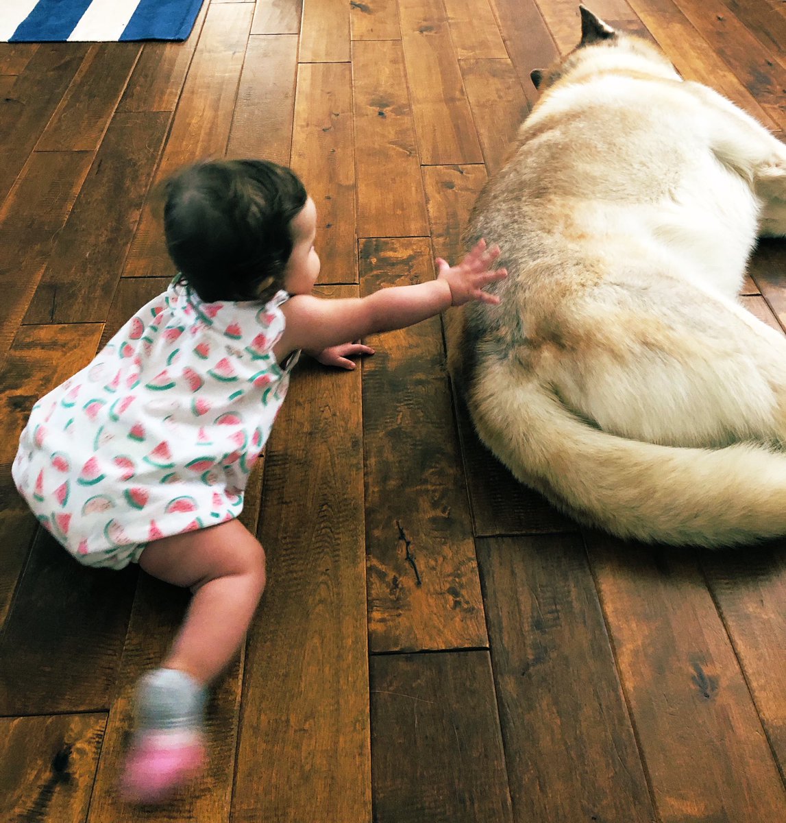 Ranger is excited it’s #MONDAY! That means he gets a little break from Sofia while she’s at daycare. She started crawling several weeks ago and hasn’t given him a break since.