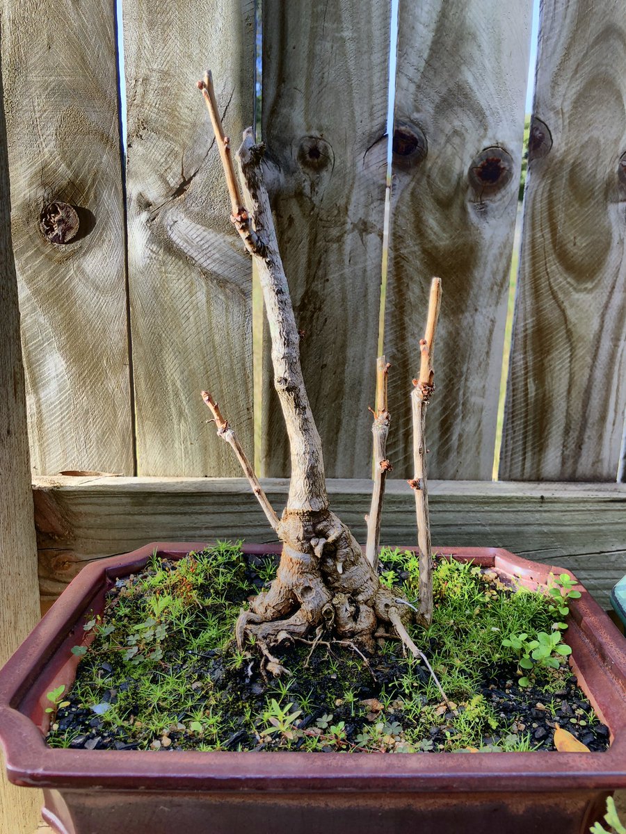 BonsaiEtcetera's tweet photo. The ginkgo has lost its last leaf. A bit late! It’s half way through winter!

#Bonsai #bonsailife #gingko #bonsaitree #bonsaiart #gingkobiloba https://t.co/AyQWNRlKBv