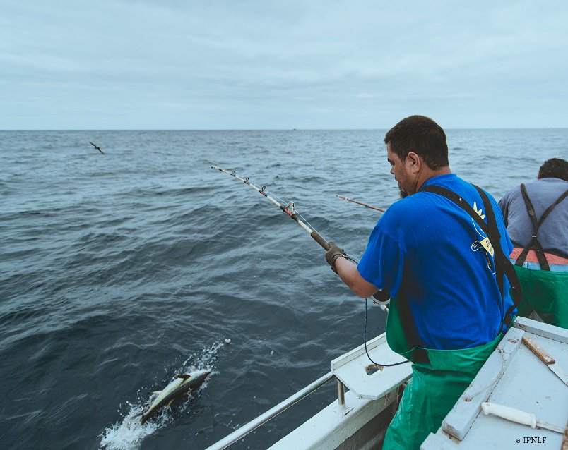 StHelenaTuna's tweet photo. Catching #tuna the ocean-friendly way #onebyone https://t.co/nNcyCxNqKX