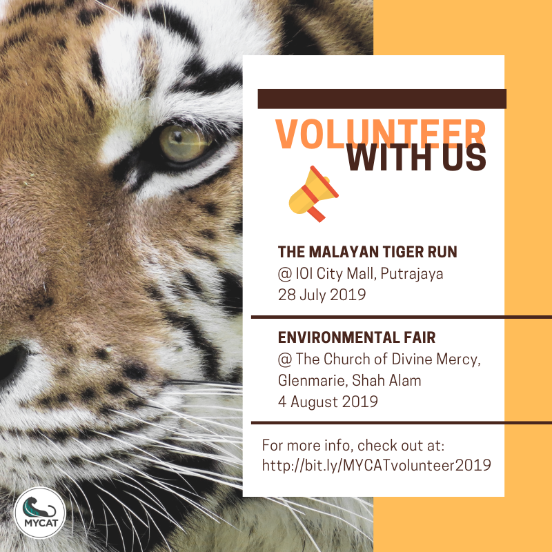 MYCAT_200's tweet photo. We need your help!
Want to help our majestic #Malayantiger? Join us at booth exhibition event as we #fundraise and share #awareness to save our beloved tiger from extinction.
#VOLUNTEER NOW! https://t.co/vx1qeRtClY
#Savingtigerstogether #ourmalayantiger #CATWALK #HarimauMalayaku https://t.co/IJLeJF0uOq