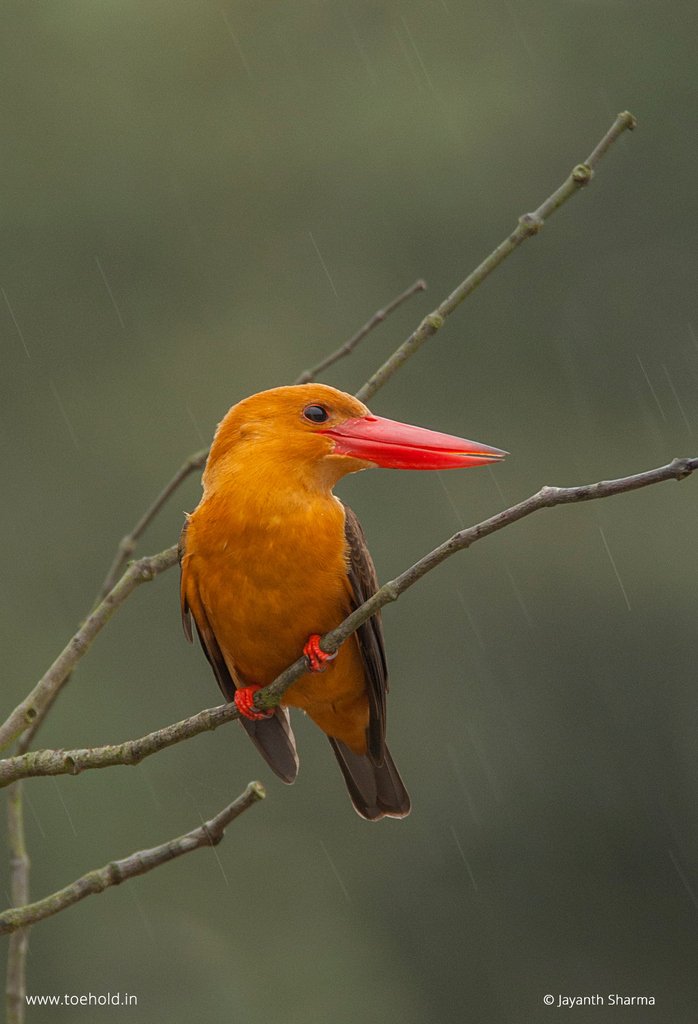 Brown-winged Kingfisher #Bhitarkanika #Orissa. #kings_birds_  #planetbirds #birdsonearth #birdphotography #birdsinflight #nuts_about_birds #bestbirdshots 

#toeholdphototravel #flight  #india  #indianwildlifeofficial