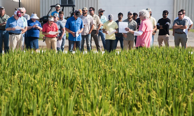 My favorite time of year! #Arkansas' #rice field day. 
Aug 2 at RREC in Stuttgart. 

Learn more: 
bit.ly/2XKHMsV