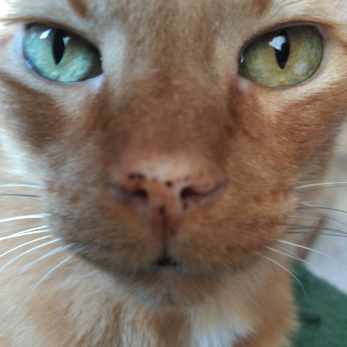 HaiCatt's tweet photo. #Lunesdeojos #Rupithecat https://t.co/Ai2cHJfERO