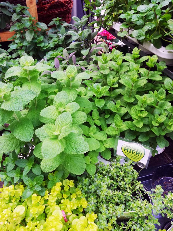 gruenestreiben.de (@gruenestreiben) on Twitter photo #Kochen mit #Kräutern - wir haben für das BlumenStudio Kolberger in #Kiel ein paar #Rezepte kreiert und Sven Kolbergers Blog veröffentlicht: aromatisch und lecker: kolberger.de/kraeuter-rezep… #Kochen mit #Kräutern - wir haben für das BlumenStudio Kolberger in #Kiel ein paar #Rezepte kreiert und Sven Kolbergers Blog veröffentlicht: aromatisch und lecker: kolberger.de/kraeuter-rezep…