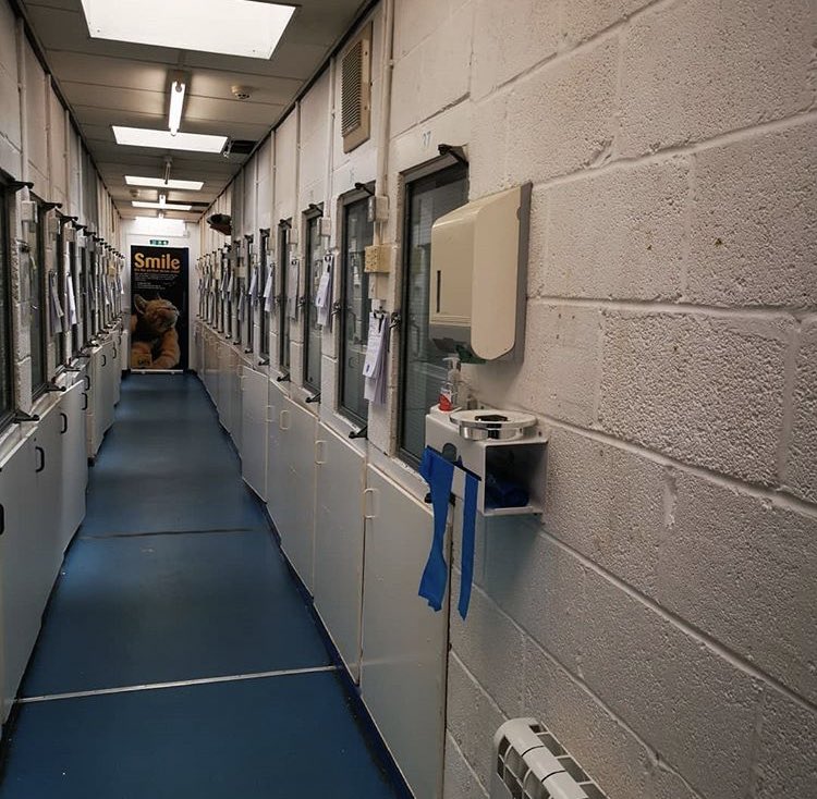 Cats Protection Birmingham Adoption Centre on Twitter "A very busy