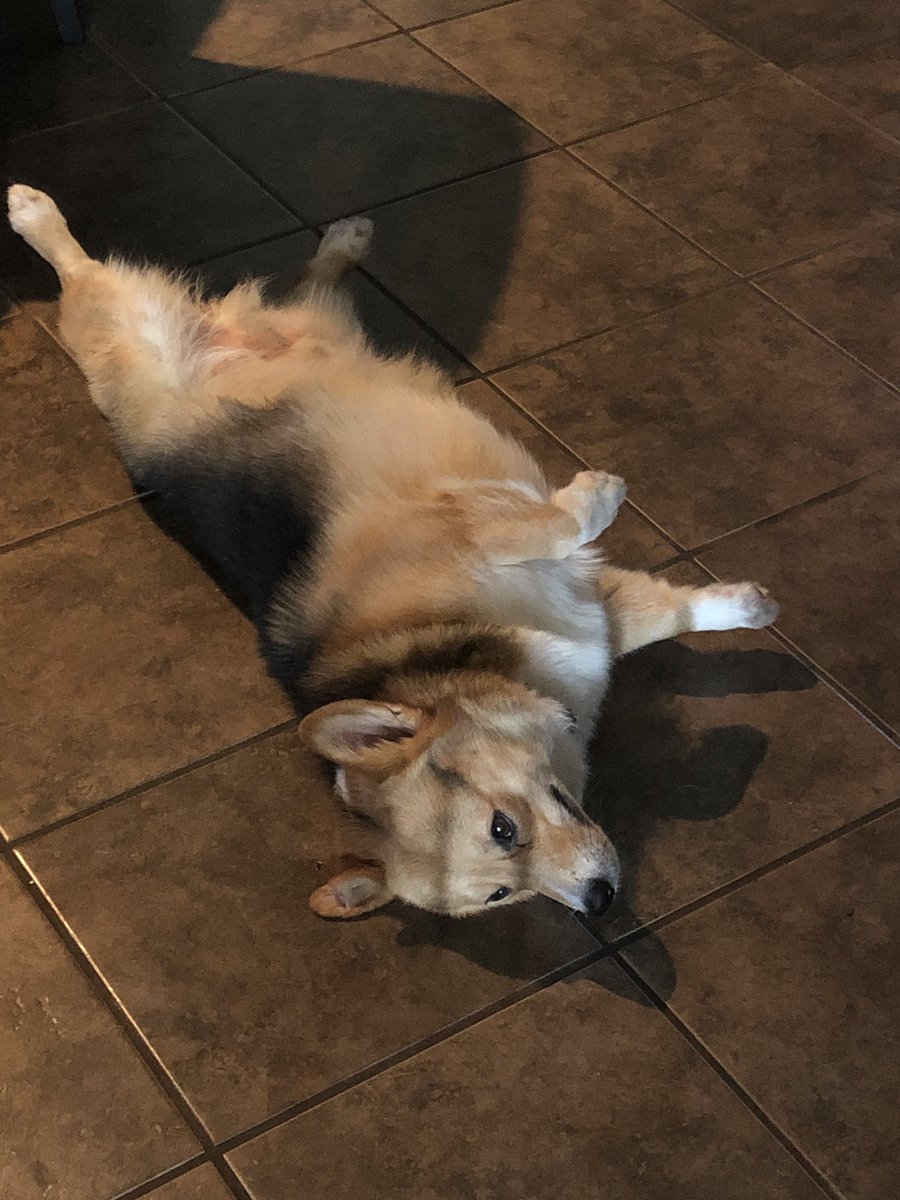 FreeMikeLive's tweet image. “But dad, do you really want to go to work and leave me like this?” - Samwise the Corgi #itsadogslife #corgiproblems #doglovers
