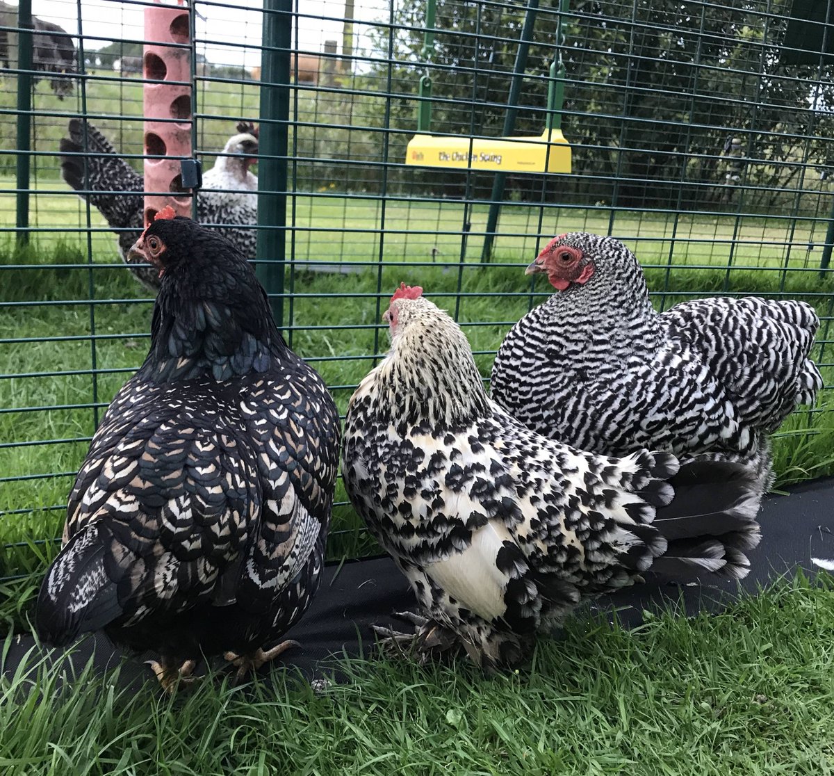 Omlet France At Omletfrancais Twitter