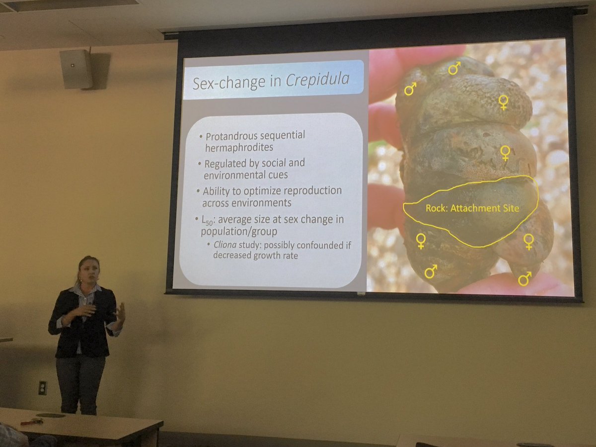 DrT_ByTheSea's tweet photo. Learning about #crepidula, sex change, and effects of #cliona #boringsponge at @NicoleKleinas MS defense! 👩🏼‍🔬👩🏼‍🏫🐚🌊 @JohnnyScallops @GaSouthernBiol @GSCOSM #thesisdefense #MSthesis https://t.co/ENhkQwEr9N