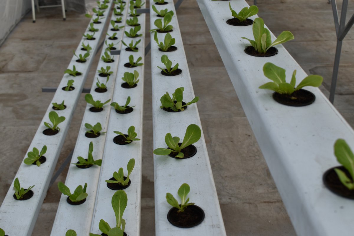 WIBCInnovation's tweet photo. Congratulations to Urban Agriculture Initiative Graduate transplanted in his farm @TheWhippetZA rooftop 🙂🙂@Seda_dsbd @SABreweries @JhbPartnership @TinaMagondo @DocMagondo @Elmond_Khoza @OfficialGDARD @DAFF_ZA @AgriSAOfficial we cant wait for the first harvest🙂🙂 https://t.co/fwVOX6ETk0