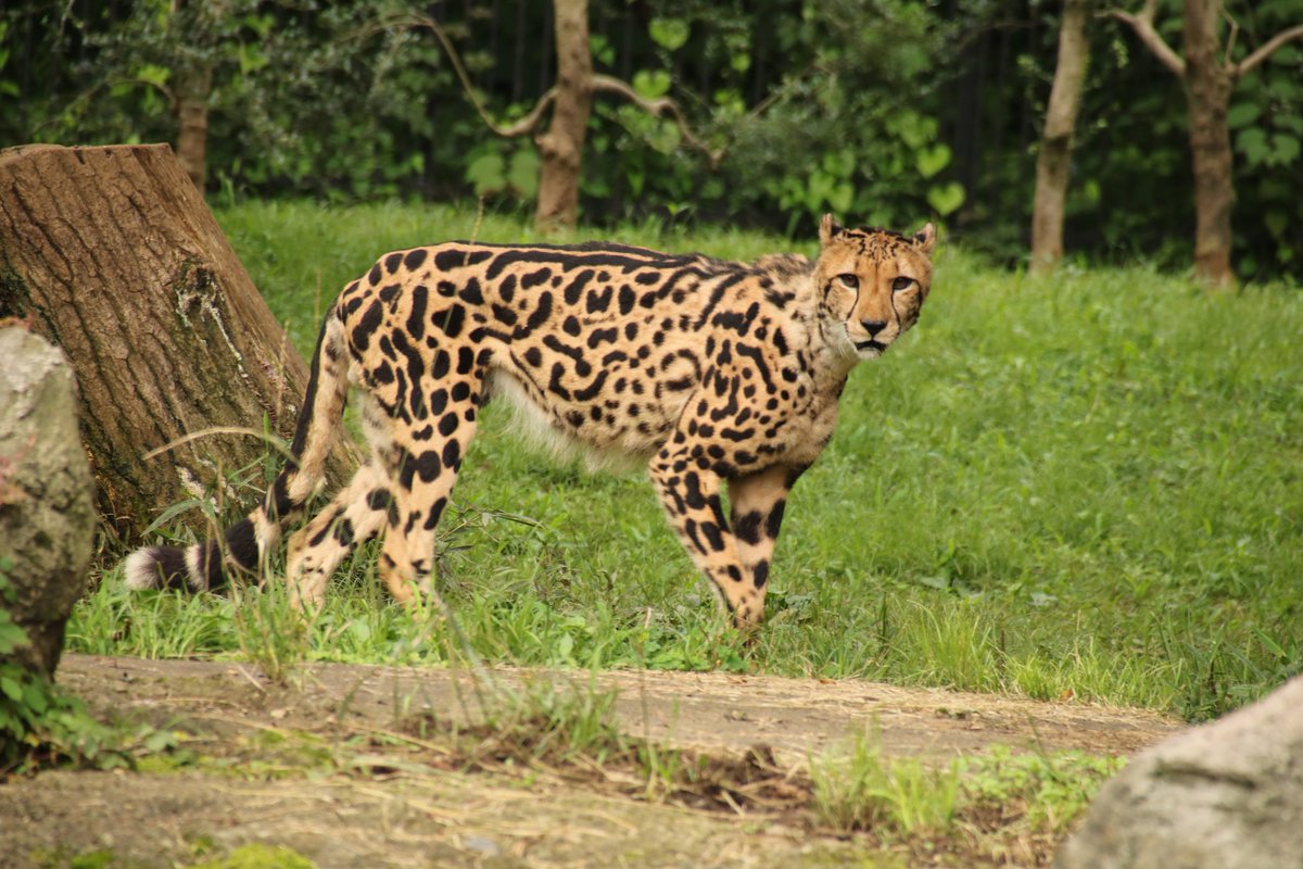 キングチーター キングチーター