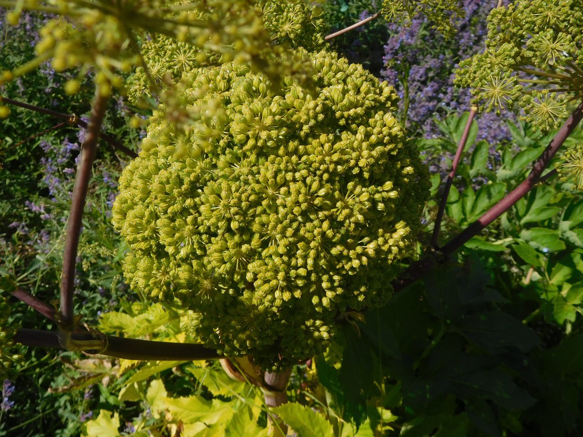 Got to rush now #HerefordHour lots to do! Have just harvested the angelica from the herb garden, we grow lots of our own #botanicals!