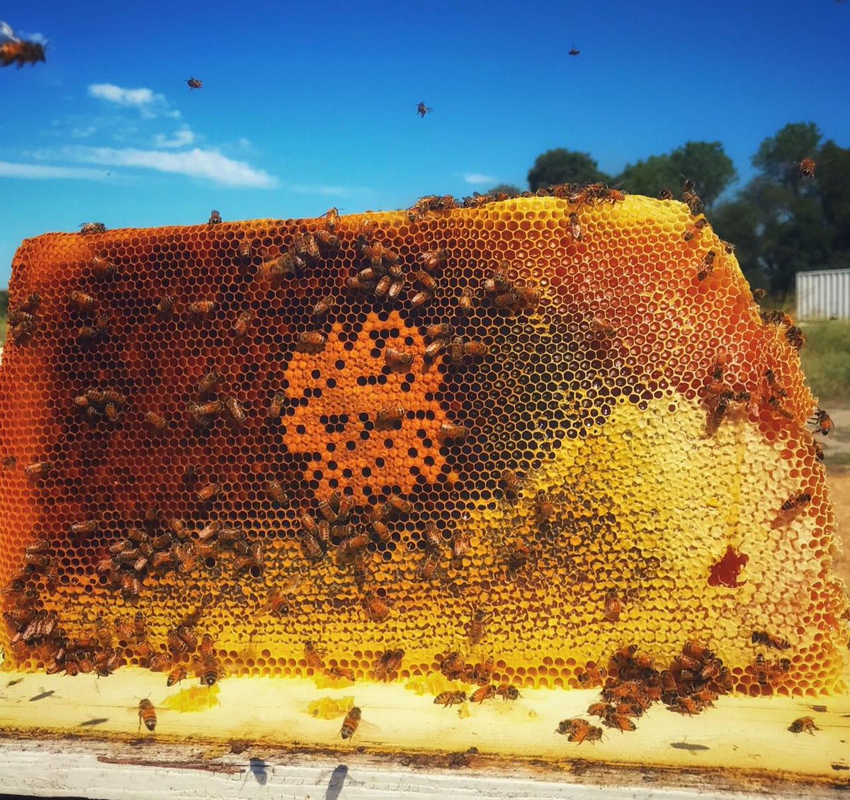 ANBeesQueens's tweet photo. Oops! Someone forgot the #frames. #Bees: "no problem we got this!" ๐ #beehive #beekeeperproblems
Photo credits: @Fatima! https://t.co/vUHIH5vCI1