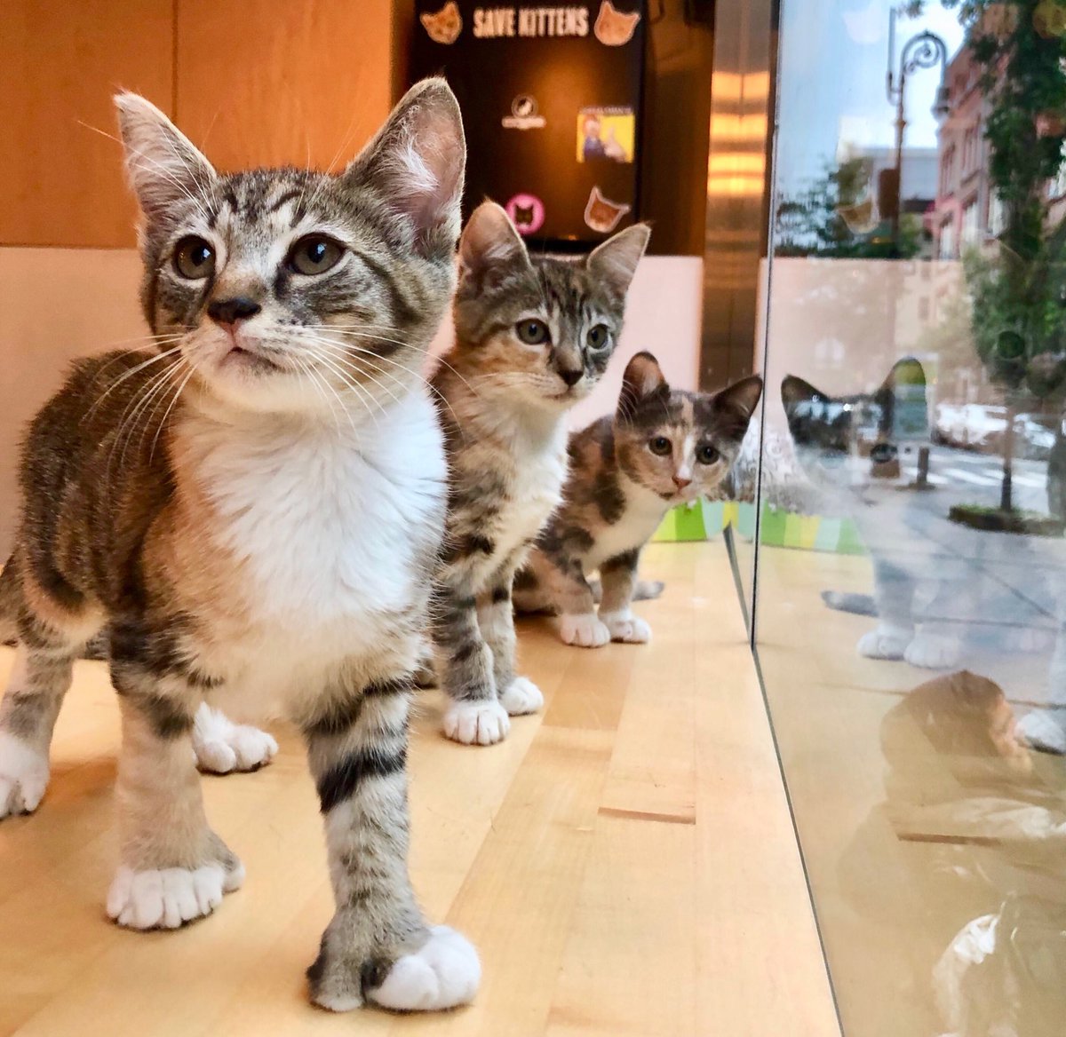 Let’s get in formation! (Arya, Sansa &amp; Daenerys are up for adoption: meowparlour.com/adopt)