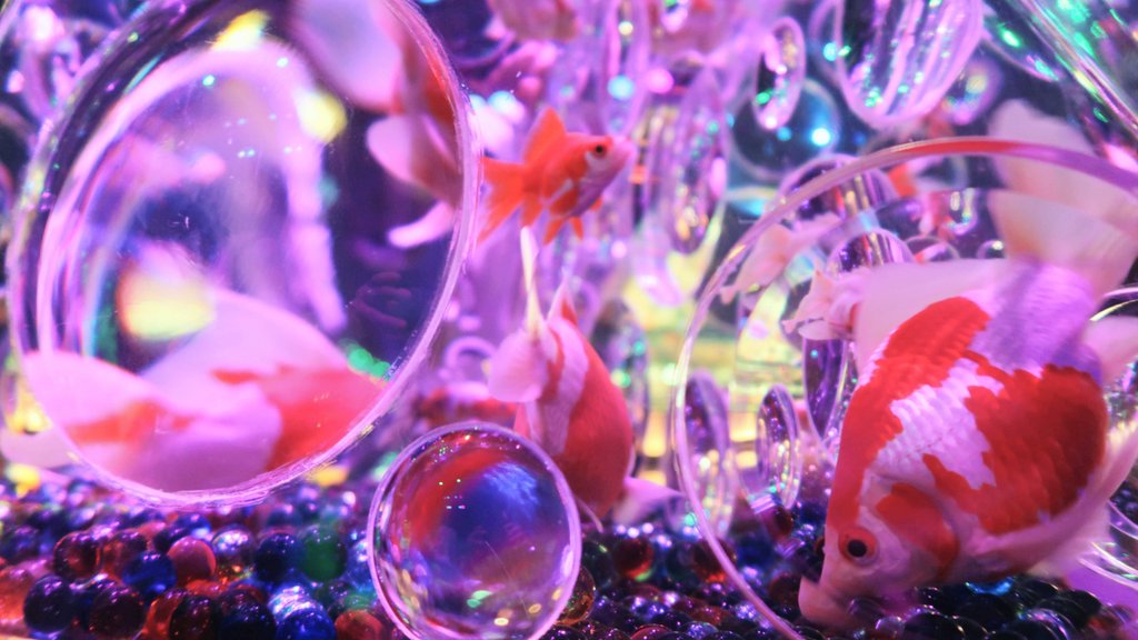 はちさんぽ Event Checker Eventcheckerさんこんばんは アートアクアリウム19 行ってきましたよ 幻想的な光と優雅な金魚が 見事に融合していました 日本橋での開催は今年が最後との事 もう一度時間があれば 行きたいと思っています アート