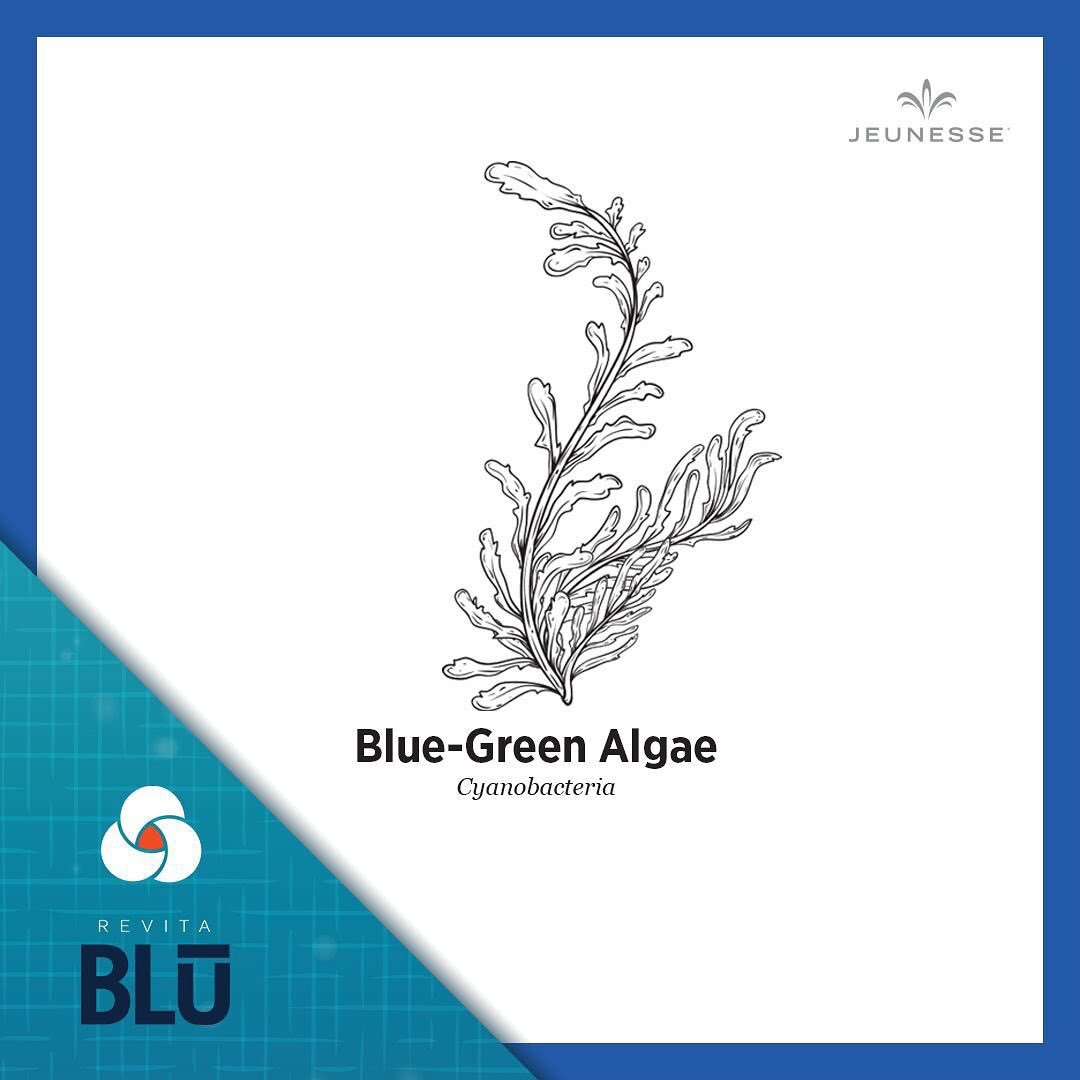 dennisnwindsor's tweet photo. Sourced from the waters of Upper Klamath Lake in Oregon, United States, the blue-green algae in Revitablu is a key ingredient in hydrating 💧 and supporting 🏋️♂️ your body’s systems. #RevitaBlü #PowerfulWellness https://t.co/6YdihUJFWN