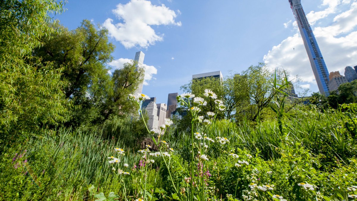 NYCParks's tweet photo. Good morning from @CentralParkNYC! https://t.co/DQ77iLQLJO
