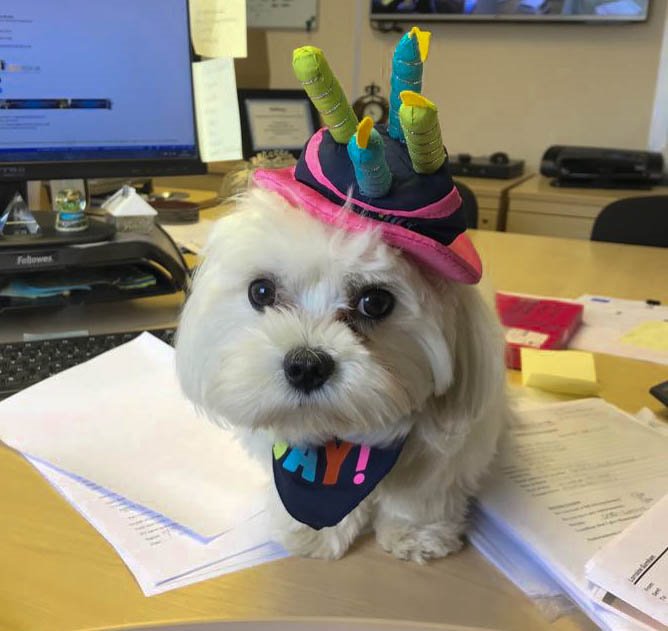 We have a birthday boy in the office today!! One today!! Happy Birthday Ollie!!!