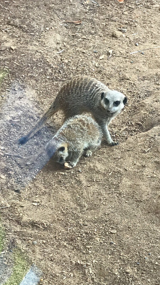 ButtonLane_'s tweet image. We have had the best day at Chester Zoo. #learnatCZ #3kb