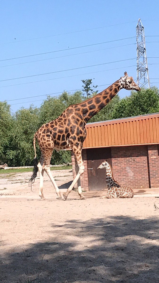 ButtonLane_'s tweet image. We have had a lovely day at Chester Zoo #3kb #learnatCZ
