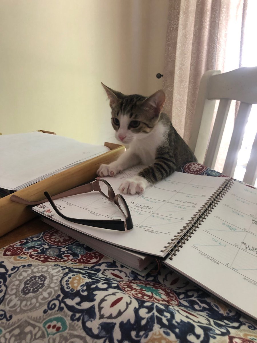 lindsrita's tweet photo. Happy Monday, please enjoy these pics of my kitten getting back on the grind with the rest of us https://t.co/ajiJvHPKCc