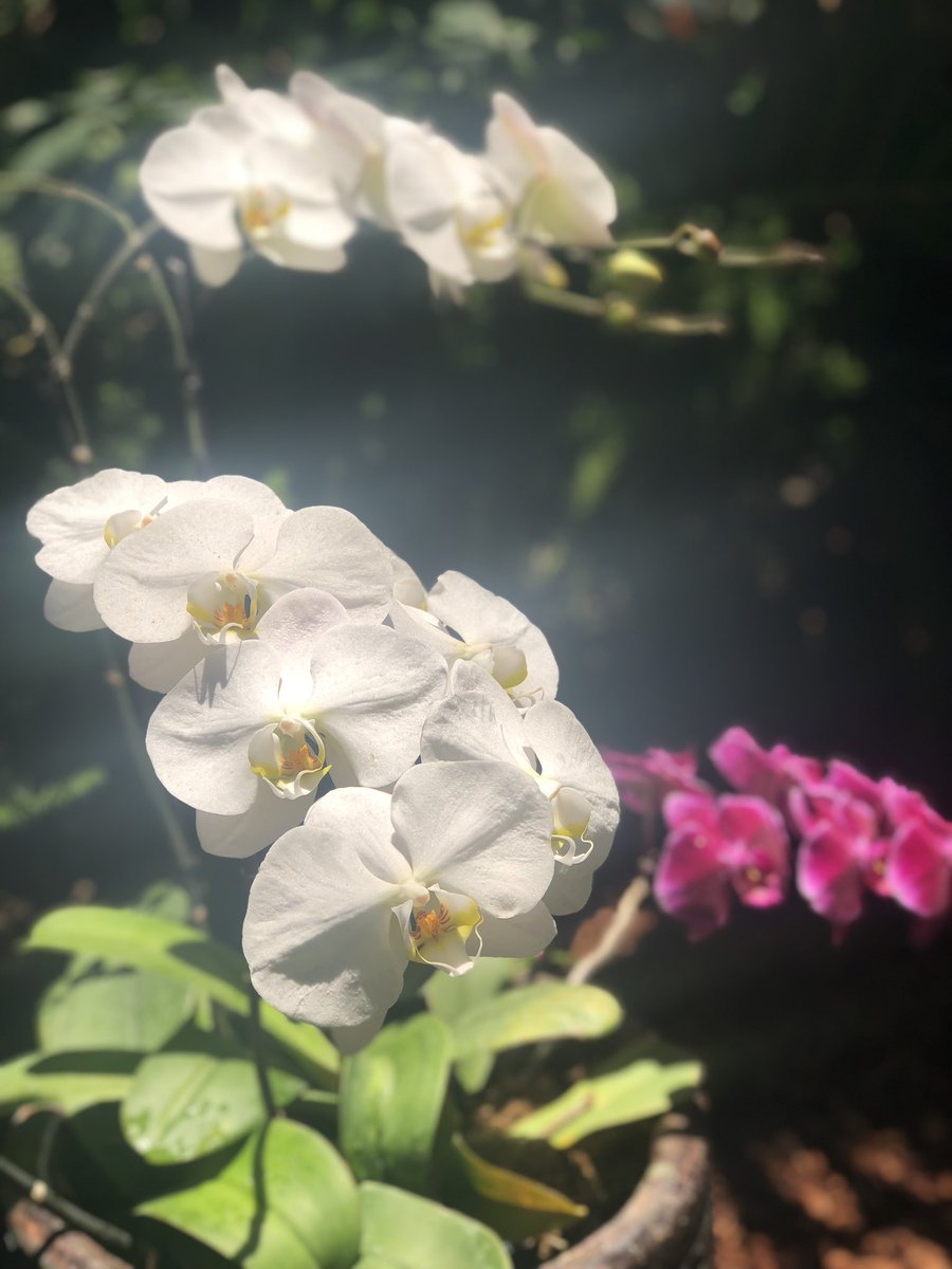 HaleyHudnall's tweet photo. When a flower doesn’t bloom you fix the environment in which it grows, not the flower. - Alexander Den Heijer https://t.co/5ouvyewUHO