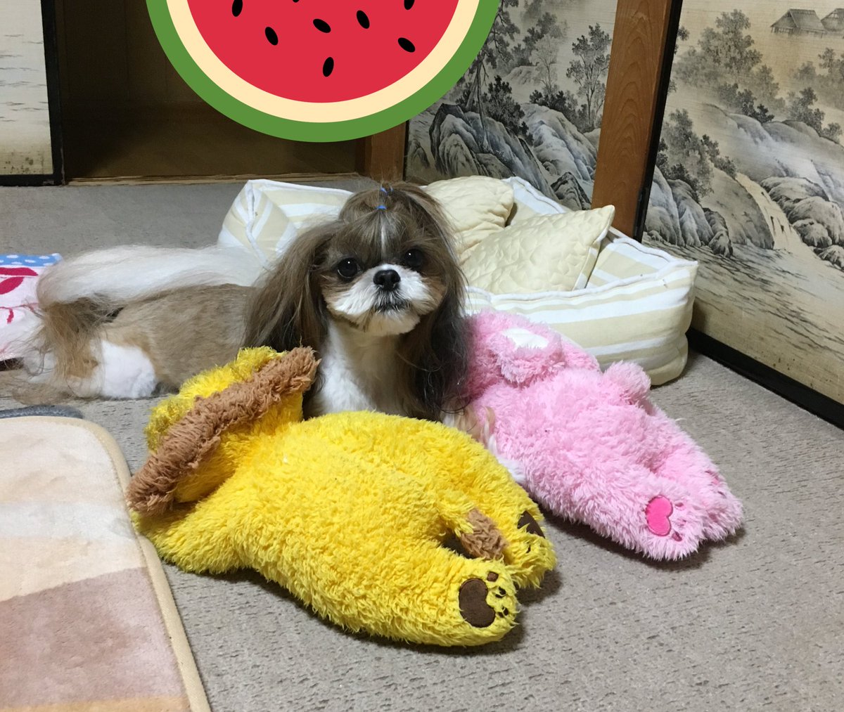 cheri_chanchan's tweet photo. スイカの服、、🍉

ほしーい🐶✨✨✨✨ https://t.co/V4IM91qHkk
