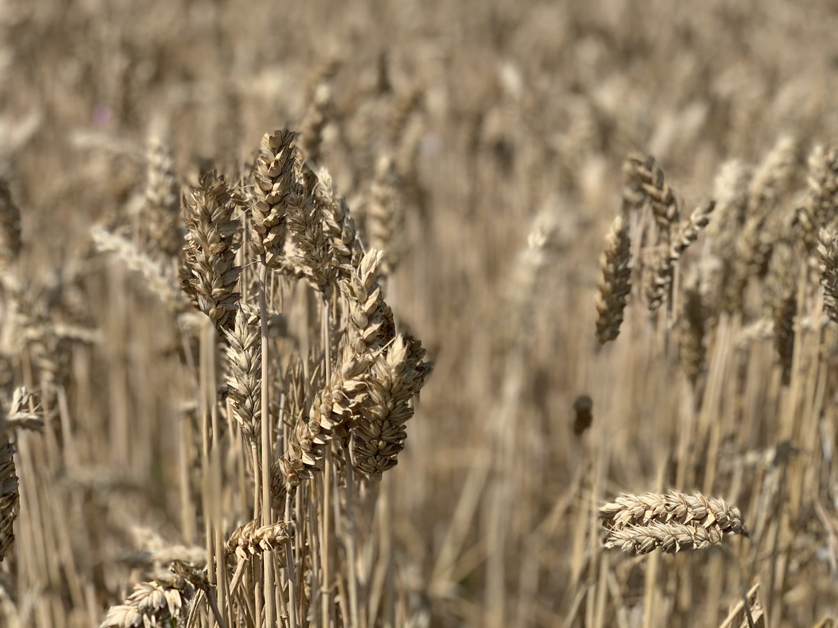 [EU] Baserritar gabe ez dago etorkizunik!
[ES] Sin baserritarras (agricultores) no hay futuro! #baserria #baserritarra #agricultura #nekazaritza