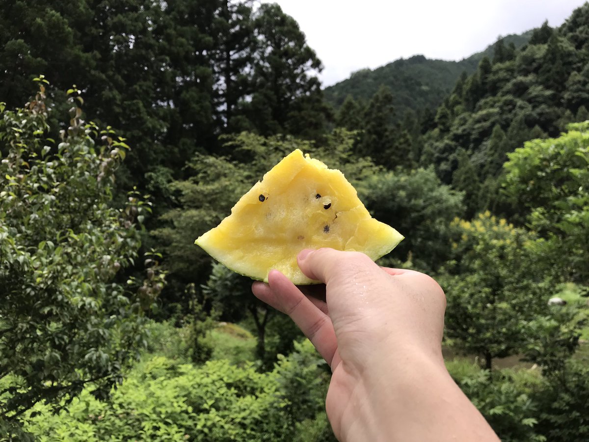 katakenta's tweet photo. 薬草と野草は紙一重…？

女性向けの漢方薬に多く含まれる「トウキ」の畑の草引きをしました。

それ以外にも薬草が至る所に生えてるけど、見分けれん…
まだ雑草にしか見えんわ…

会社員時代こうした経験をしてこなかったので、余計に価値を感じます。

定期的に自然と触れ合う体験は続けたいです。 https://t.co/WN6rlVuNKa