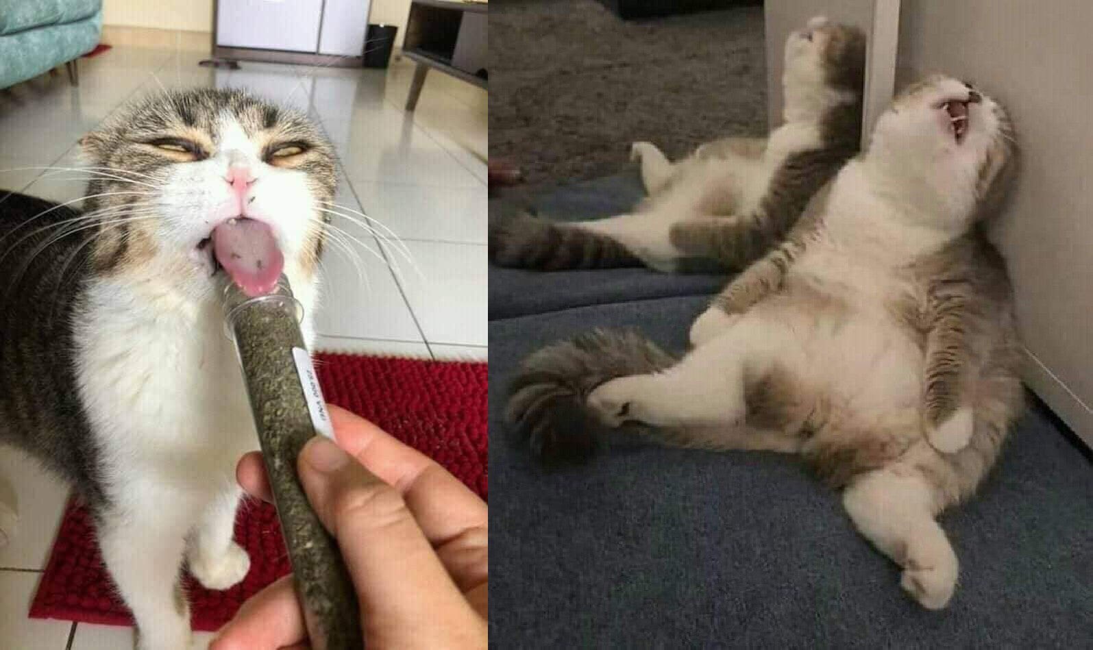 Коты в странных позах