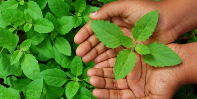 GamerSambit's tweet image. New post (Herbs And Shrubs: The Hidden Medicines Of Ayurveda) has been published on Health Care News, Tips, Diet Plan, Home Remedies, Pregnancy - foundationfortheaidoflife.org/herbs-and-shru…