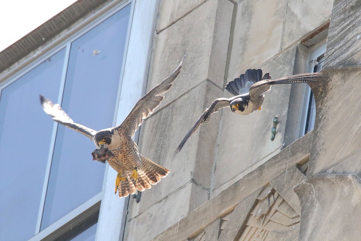 Usfws Midwest Region On Twitter Peregrine Falcons Can