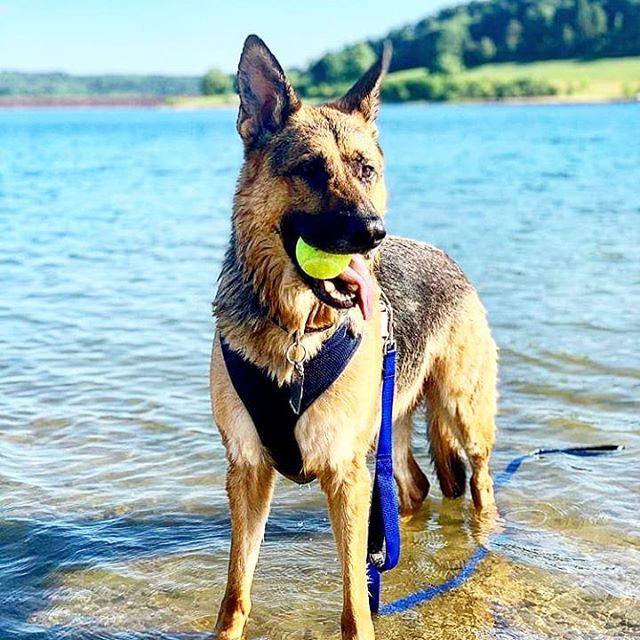 PuppiesEmpire's tweet photo. Come play ball 😁 its cooler in here 😁🐶 📸 @banes_gsd_adventures
•
•
•#germanshepherd #germanshepherdsdaily #puppiesempire #dog #dogs #dogsofinstagram #puppylove #puppy #puppies #puppiesofinstagram #doggo #doggie #dogfeatures #dogmodelsearch #dogmo… https://t.co/ZgnTMH9s6t https://t.co/qUvFJ0WxrI