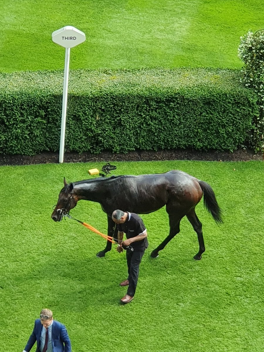thez_says's tweet photo. Lazy day off to recover from a busy weekend #AscotCrew #racesweekend https://t.co/ouVg7e3WJn
