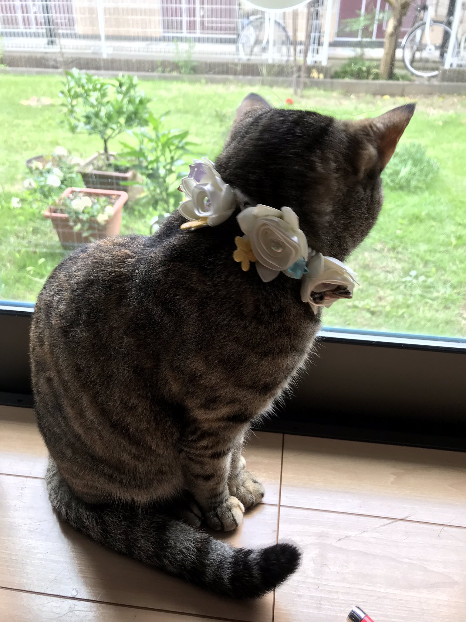 さぴ18 猫 手作り首輪 100均で 購入したシュシュ ウチのすずちゃんには 大きくて 首輪風にしてみました ビーズやリボン お花を付けただけです T Co Jei8obvipy Twitter