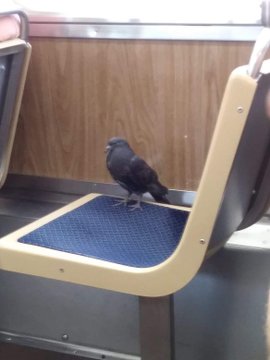 Chicago: Pigeon Hitches A Ride On The Brown Line