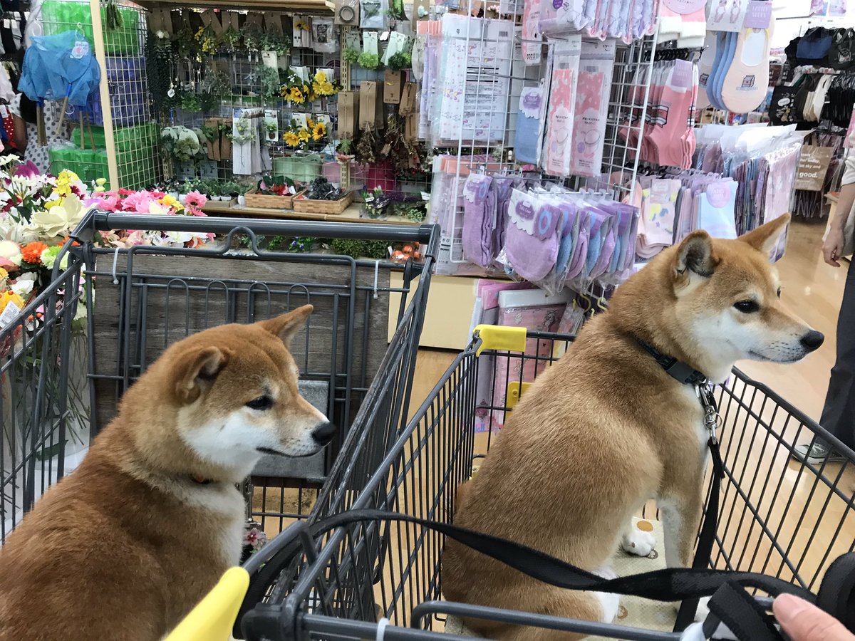 犬手作りご飯