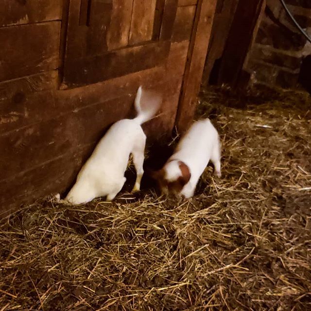 NesFarm's tweet image. #JackRussellTerrier #GroundWork #DigDigDig ift.tt/2Z2gBqt