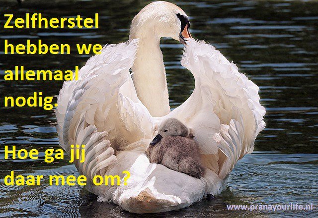 Een principe bij Pranic Healing is zelfherstel. Na het toedienen van energie heeft het lichaam tijd nodig om dit op te nemen. Deze tijd kan heel kort tot enkele dagen zijn. Lees in deze blog hoe je dit principe optimaal kan benutten: pranayourlife.nl/2019/05/hoe-ze…